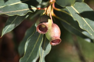Gumnut Pair
